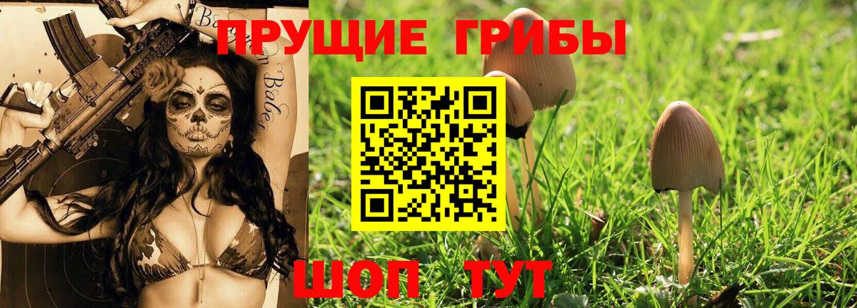 Пугачёв  Псилоцибиновые грибы Cubensis  Вход с VPN 